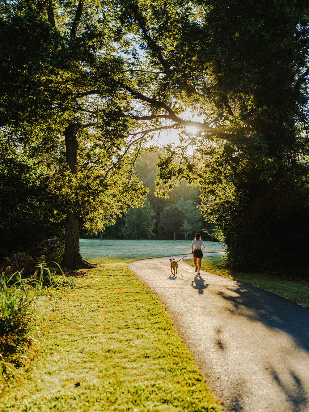 Lanes-Wellness-Dog-Runner