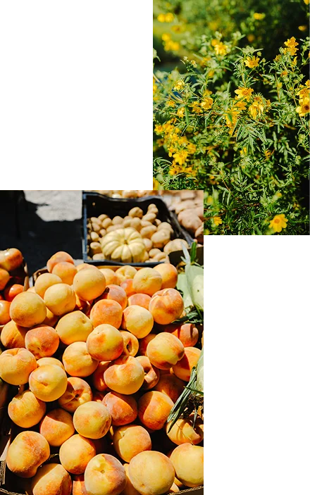Fresh peaches, squash, and flowers near The Lanes single-family Homes for Sale, in Nashville, a wellness community.