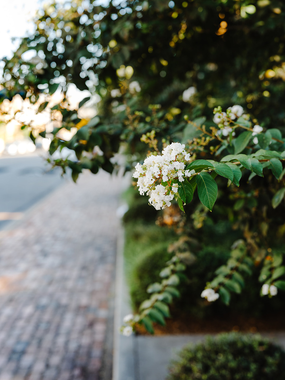 White flowers along a cobblestone street near The Lanes home for sale in Nashville, TN.